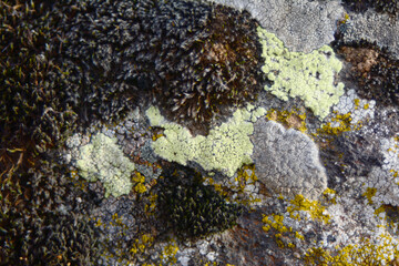 multicolored lichen