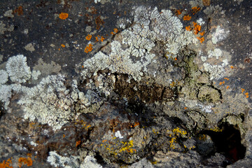 multicolored lichen