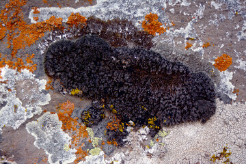multicolored lichen