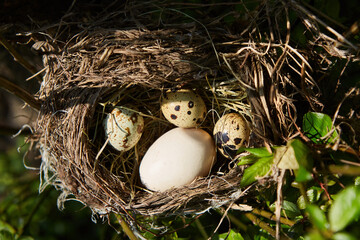 Three eggs and one big one in a bird's nest. The concept of the cuckoo's nest.