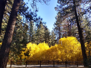 Autumn Foliage at Big Bear, California