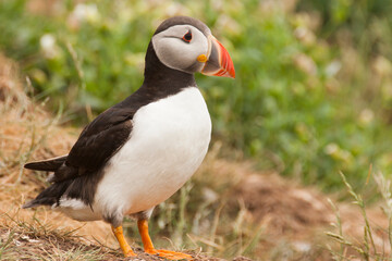 Macareux moine Farne Island