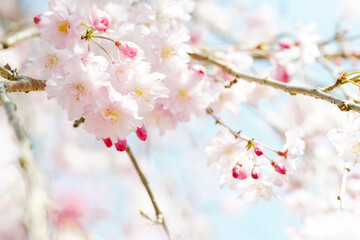 Cherry blossoms in full bloom