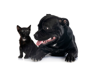 staffordshire bull terrier and kitten