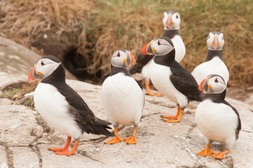 Macareux moine Farne Island
