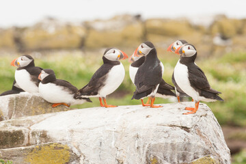 Macareux moine Farne Island