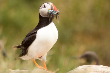 Macareux moine Farne Island