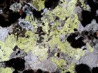 multicolored lichen