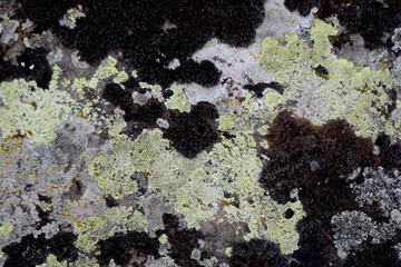 multicolored lichen has created beautiful images on a flat stone that can be a great backdrop for design