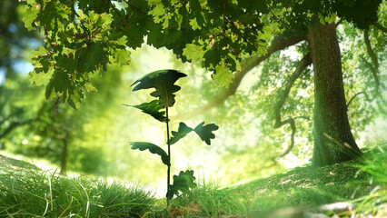 Seedling plant under oak tree. Beautiful green nature.  Also available as an animation - search for...