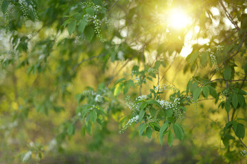 Blooming bird cherry. Spring Blooming tree, blurred background. White flowers may bird cherry