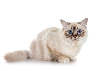 Obraz premium birman cat in studio
