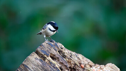 Coal tit foraging for food in the wood