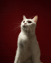 可愛い白猫　赤い背景