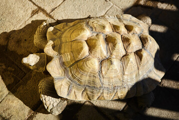 A large ocean turtle on land. Close-up of the shell. The concept of fauna and zoology.