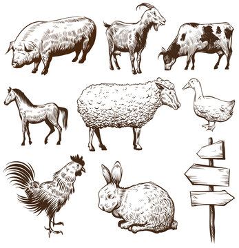 Set of farm animals isolated on a white backgrounds