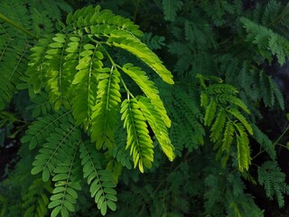 fern leaves