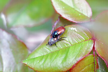 Garden Chafer Beetle – Phyllopertha horticola on rose  leaf.