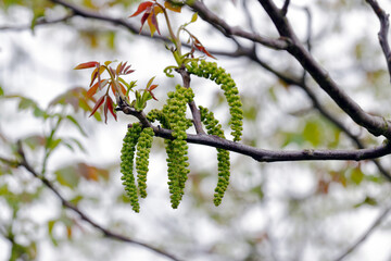 Walnut tree in blossom, male flowers on branches. Early spring.