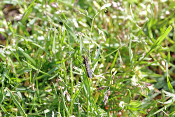 Crane fly is a common name referring to any member of the insect family Tipulidae. It is significant pest in soil of many crops.