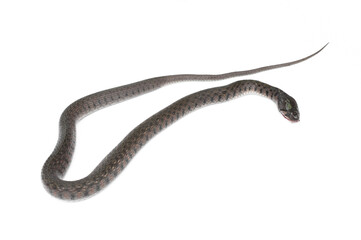 Common Keelback,Xenochrophis flavipunctatus isolated on white background.