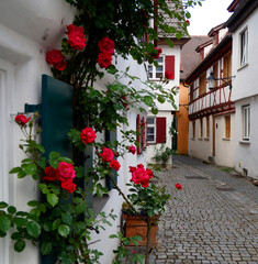 A beautiful quaint old Bavarian town of Guenzburg with red roses clinging to the white historic houses (Germany)