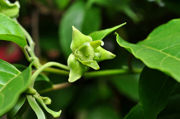 Naklejka na ściany i meble Close-up detail of Cananga odorata or ylang flower blur background