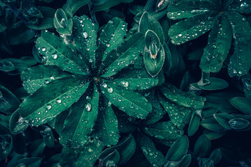 Botanischer Graten Bochum wasserlilie rose © Sandro