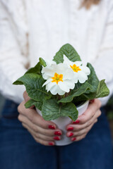 Closeup view of a delicate white primrose acaulis flower potted being offered by a young white woman as a present.