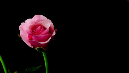 Close-up flower (pink rose) with selected focus. floral isolated on black background. concept, love,14 February, wedding anniversary, Valentine's Day, wallpaper, marriage,copy space text