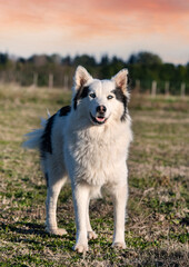Yakutian Laika in nature