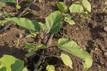 Young eggplant sprout, close up, on agricultural land