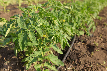 Obraz premium Young sprouts of tomato, close-up, spring shoots on agricultural land