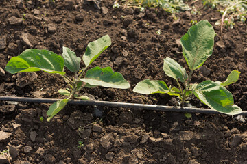 Sweet pepper shoots, spring sprouts on agricultural land, close-up, drip irrigation