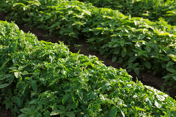 growing tomatoes in a field, outdoors, rows of green plants close up