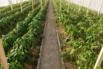 Many rows of sweet pepper plants, in a greenhouse, growing early vegetables