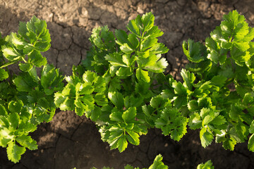 Celery sprouts, flat lay, spring sprouts on farmland, close up