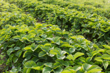 Obraz na płótnie Canvas green strawberry plants growing in rows, closeup, selective focus