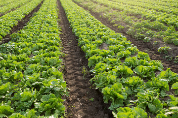 Fototapeta na wymiar many rows of green batavia or romaine lettuce, on farmland, in backlit sunlight
