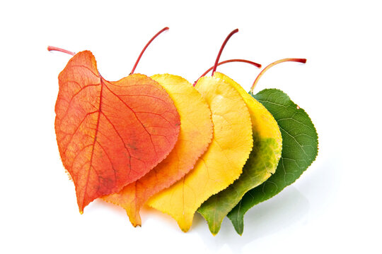 Five leafs