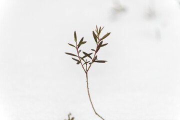 Branch of Rhododendron tomentosum in winter forest, white background.