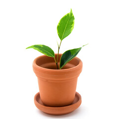Three leafs into vase