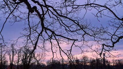silhouette of a tree at sunset