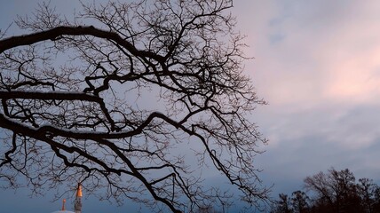 tree and sky