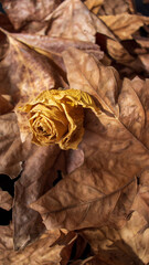 Dried rose on a pile of dried leaves