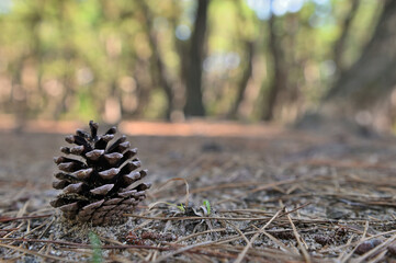 虹の松原・まつぼっくり