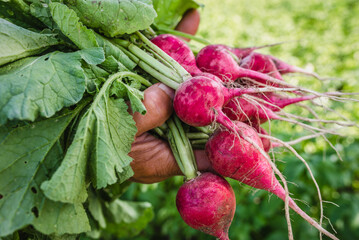 Harvesting radish in the garden. Farmer with freshly harvested vegetables, organic farming concept.
