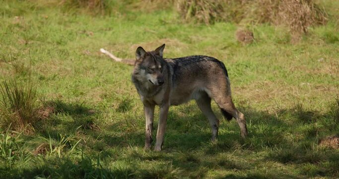 One adult grey wolf walking in the shadows a sunny day