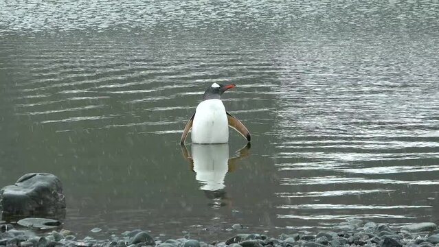 Penguins in Antarctica. There are a lot of penguins resting on the gravel mounds. Penguins on rocks at Hope Bay. Antarctic Peninsula.
