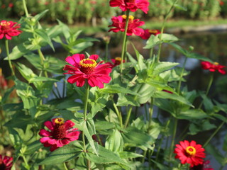 red flowers in a garden